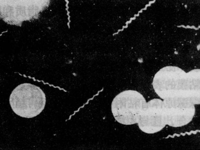 检验科 | Syphilis，“梅”完“梅”了
